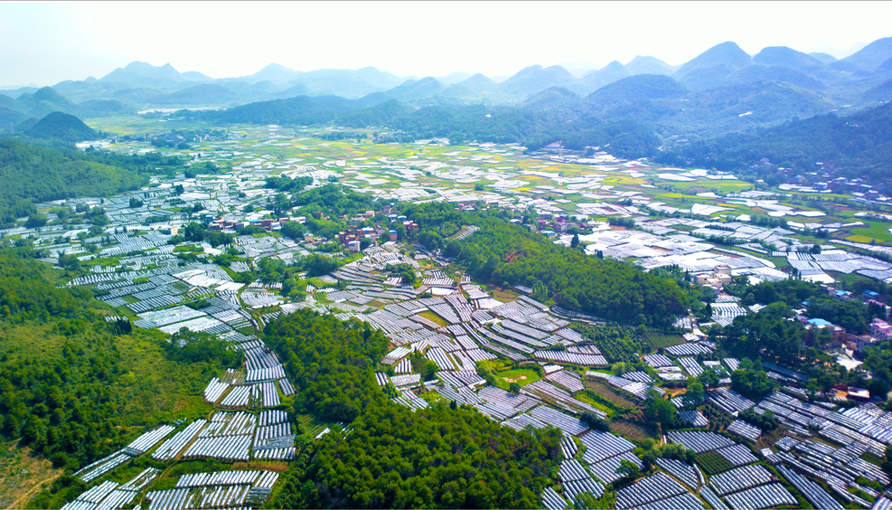 枧塘镇瓦窑岗葡萄种植基地.png