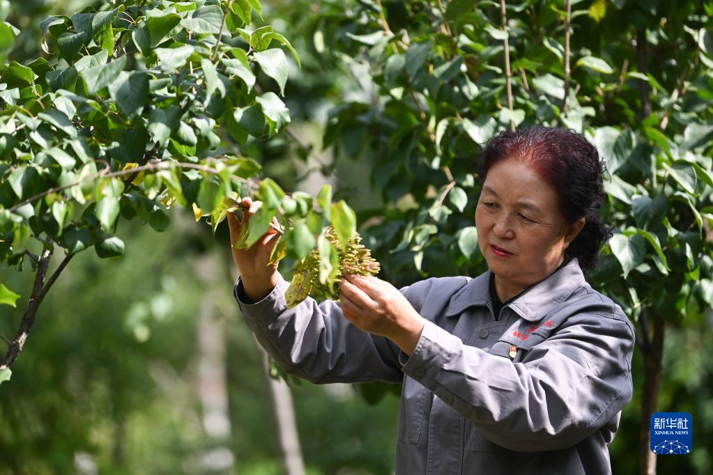 在青海省西宁市林业科学研究所的培育基地内，张锦梅在查看丁香生长情况（9月14日摄）。